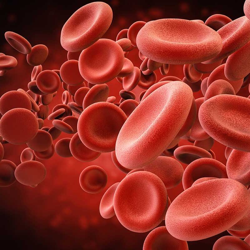 red blood cells